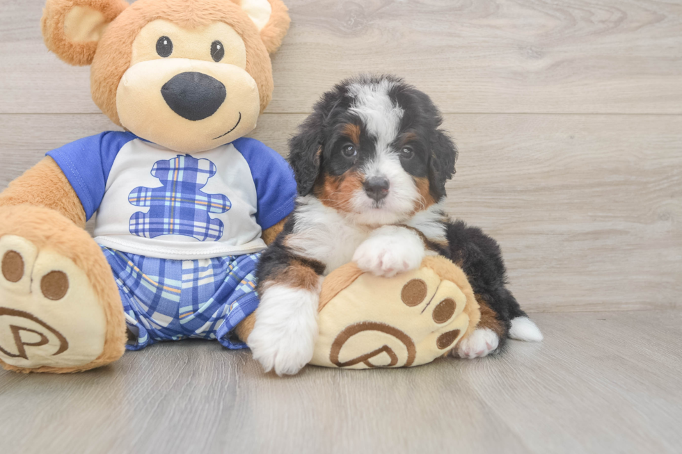 Mini Bernedoodle Pup Being Cute