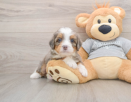 6 week old Mini Bernedoodle Puppy For Sale - Premier Pups