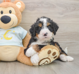 7 week old Mini Bernedoodle Puppy For Sale - Premier Pups