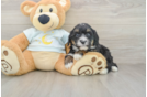 Best Mini Bernedoodle Baby