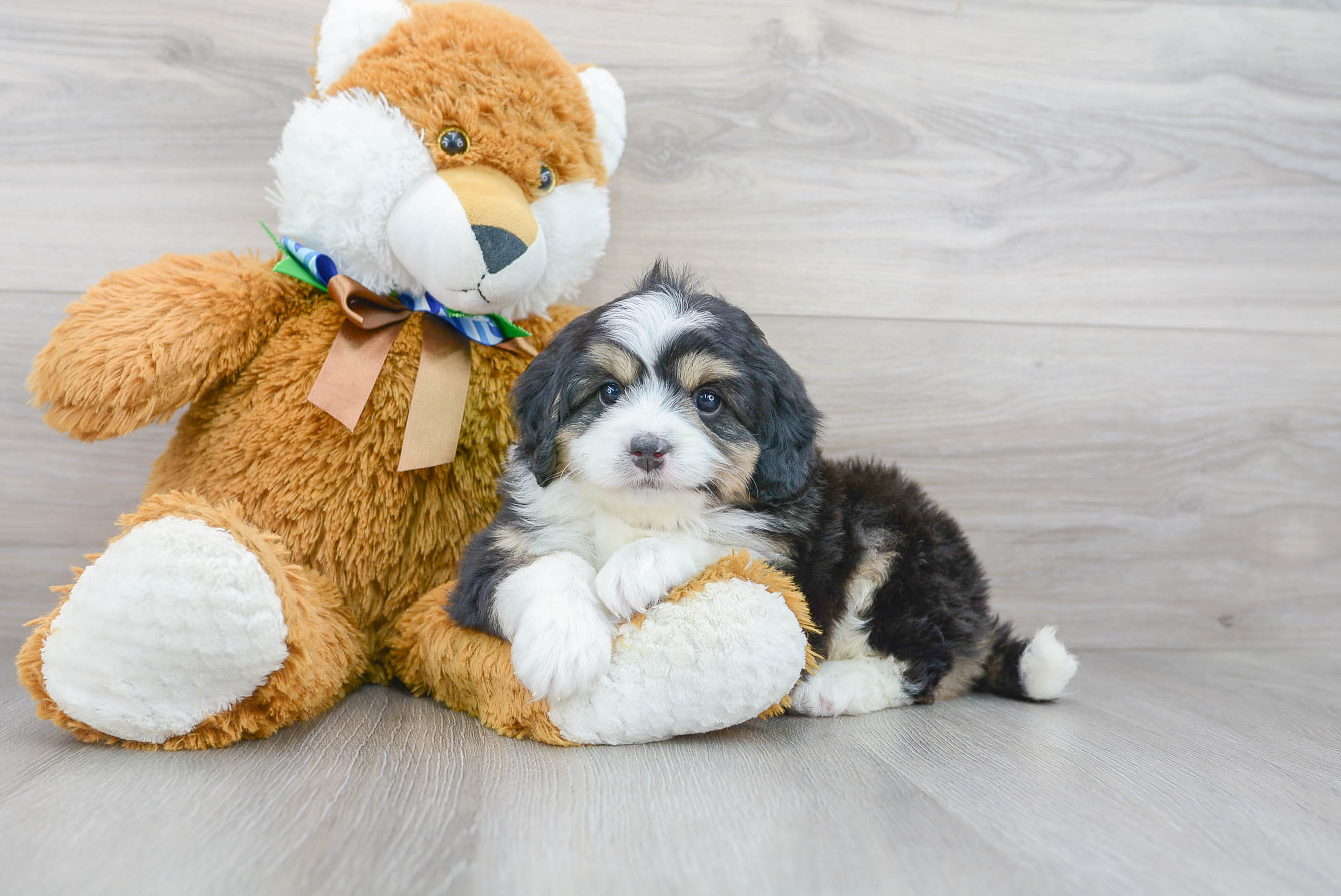 Mini Bernedoodle Puppy for Adoption