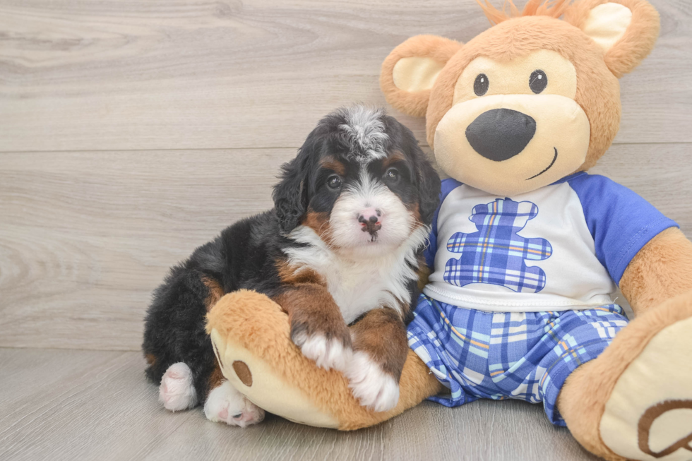 Adorable Mini Bernepoo Poodle Mix Puppy
