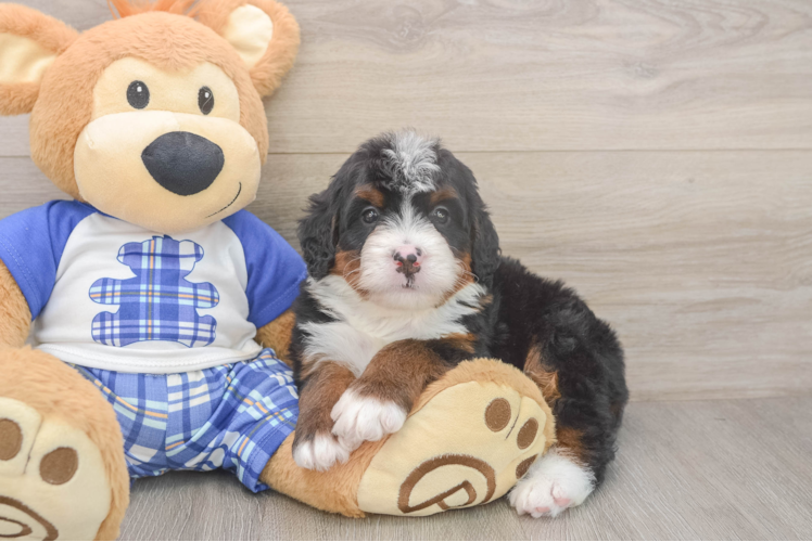 Best Mini Bernedoodle Baby