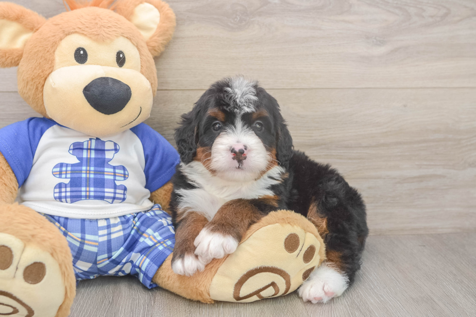 Best Mini Bernedoodle Baby