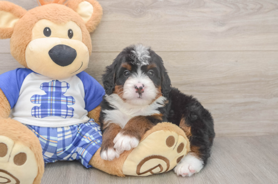 Best Mini Bernedoodle Baby