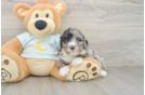 Friendly Mini Bernedoodle Baby