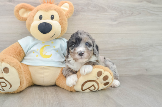 Friendly Mini Bernedoodle Baby