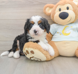 7 week old Mini Bernedoodle Puppy For Sale - Premier Pups