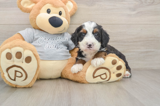ANGUS, a Mini Bernedoodle littermate