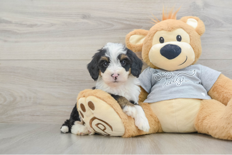 Best Mini Bernedoodle Baby