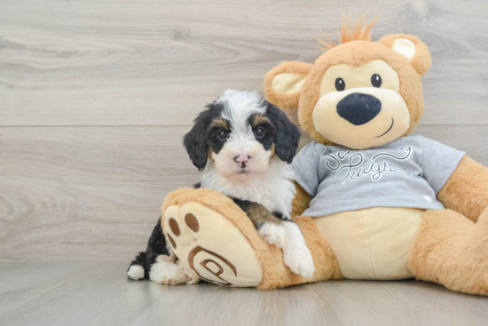 Best Mini Bernedoodle Baby