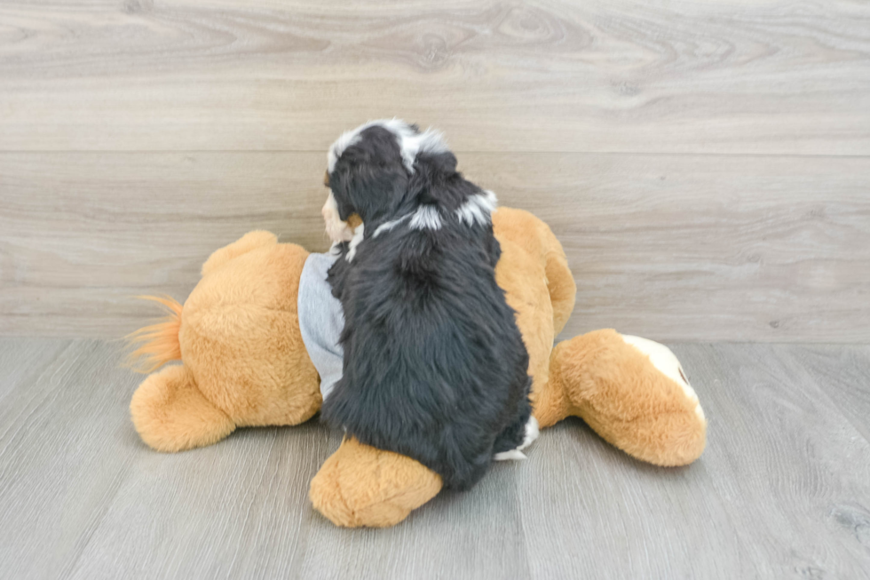 Mini Bernedoodle Puppy for Adoption