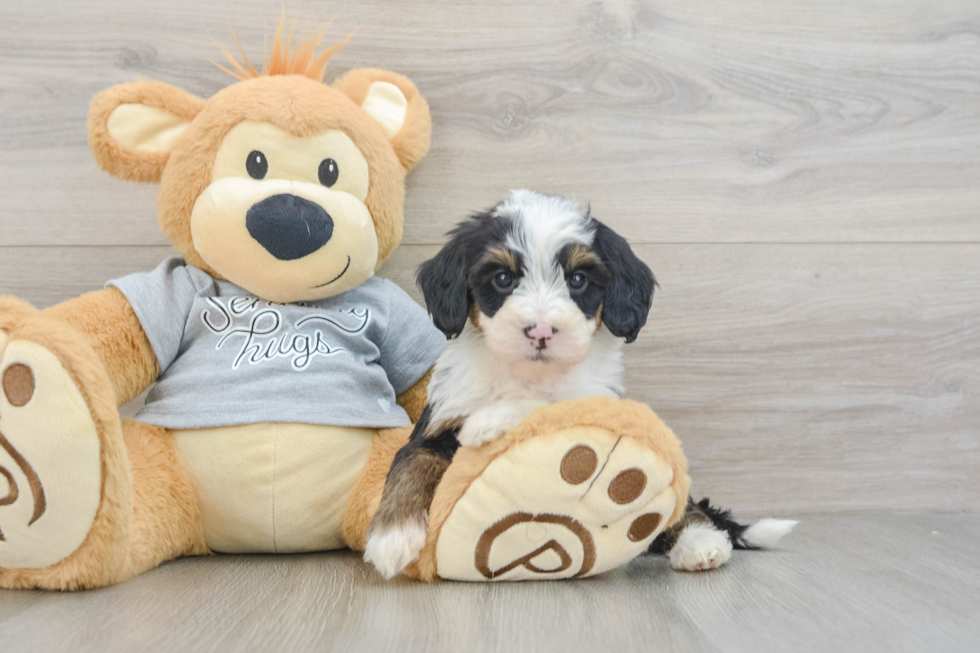 Friendly Mini Bernedoodle Baby