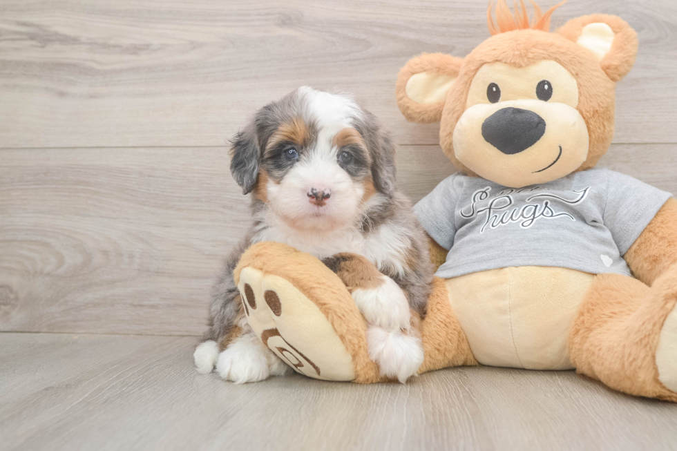 Popular Mini Bernedoodle Poodle Mix Pup