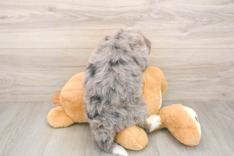 Small Mini Bernedoodle Baby