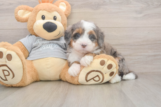 Funny Mini Bernedoodle Poodle Mix Pup