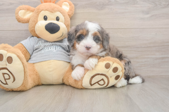 Funny Mini Bernedoodle Poodle Mix Pup