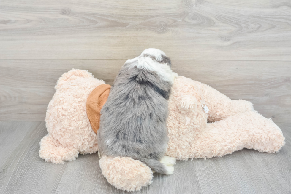 Energetic Bernadoodle Poodle Mix Puppy