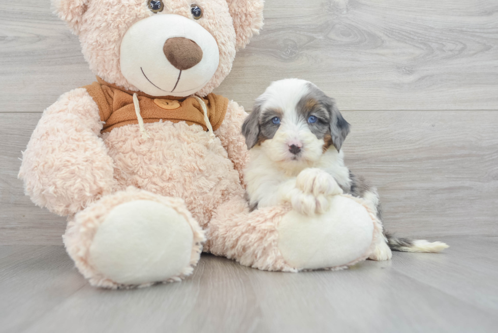 Mini Bernedoodle Pup Being Cute