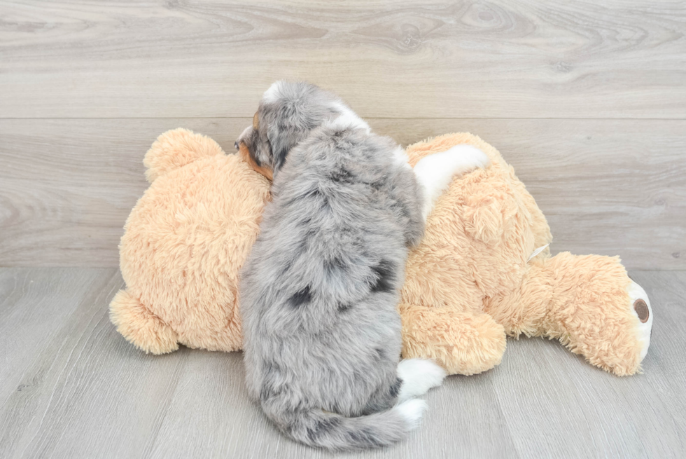 Friendly Mini Bernedoodle Baby
