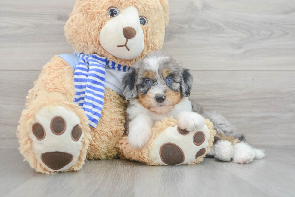Best Mini Bernedoodle Baby