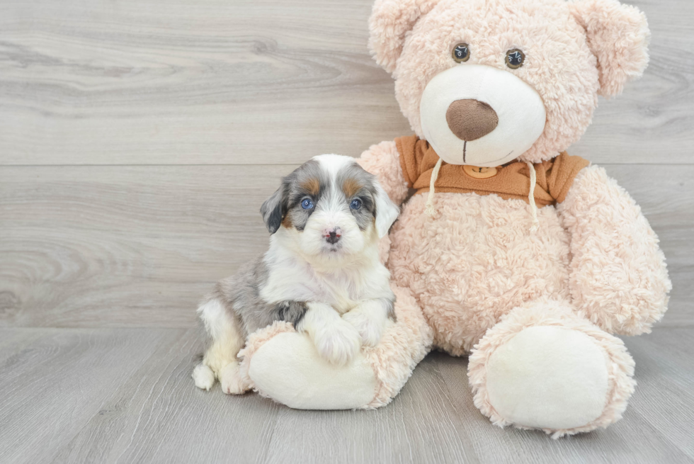Mini Bernedoodle Pup Being Cute