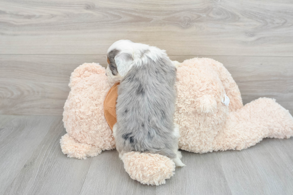 Playful Mini Berniedoodle Poodle Mix Puppy