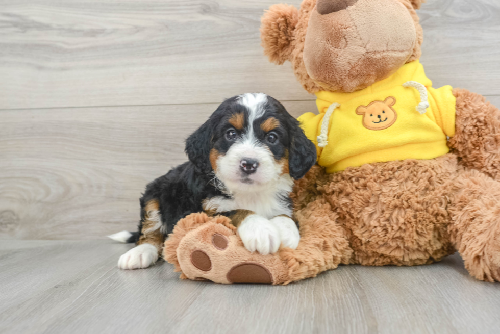 Best Mini Bernedoodle Baby