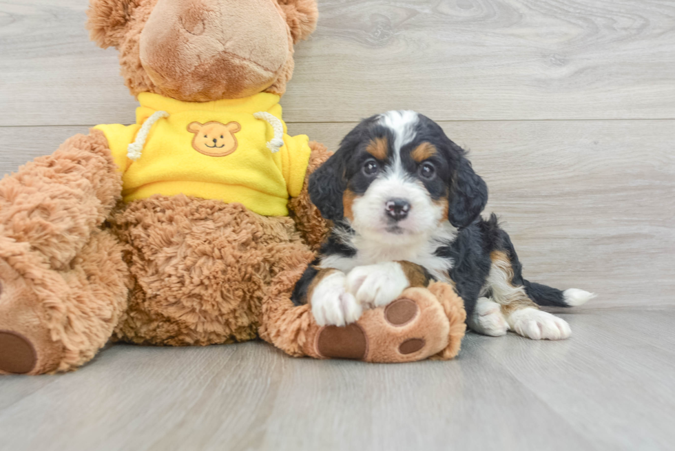Funny Mini Bernedoodle Poodle Mix Pup