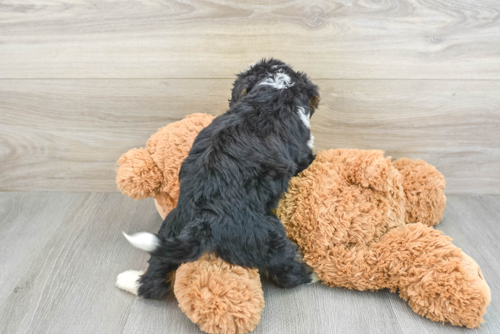 Mini Bernedoodle Puppy for Adoption