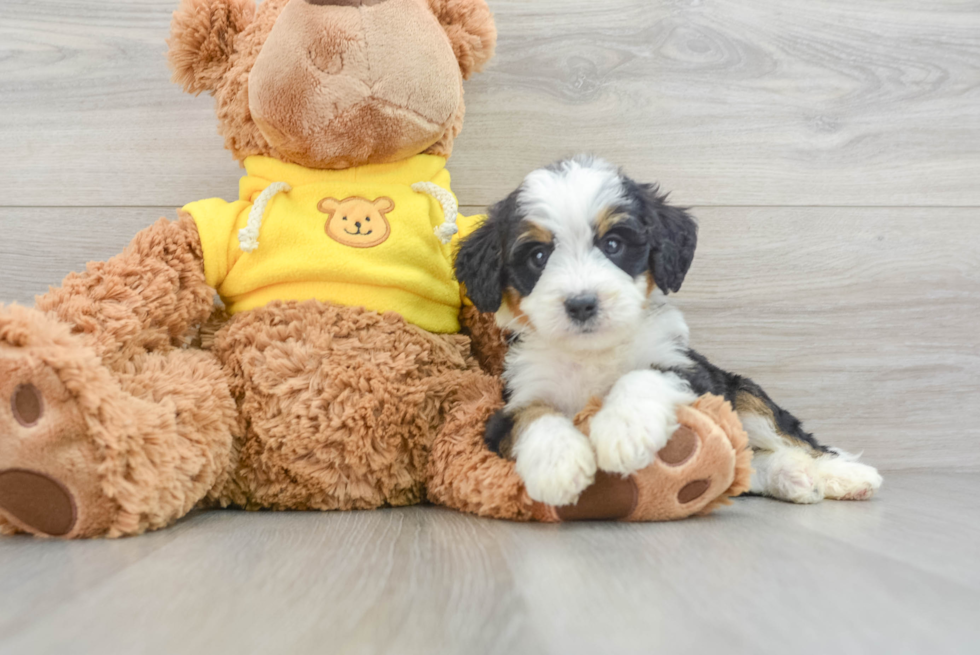 Mini Bernedoodle Puppy for Adoption