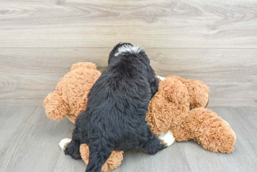 Mini Bernedoodle Pup Being Cute