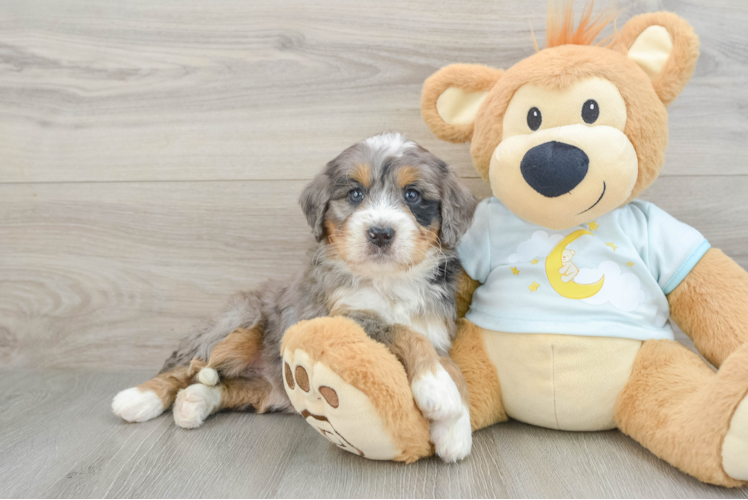 Friendly Mini Bernedoodle Baby