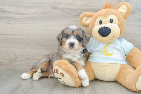 Friendly Mini Bernedoodle Baby