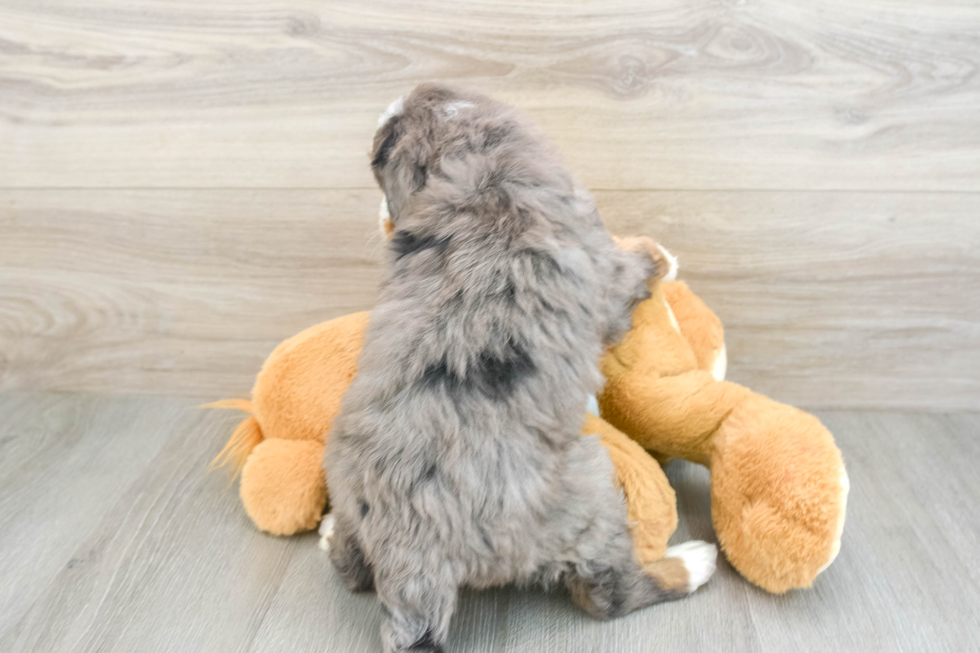 Adorable Mini Berniedoodle Poodle Mix Puppy