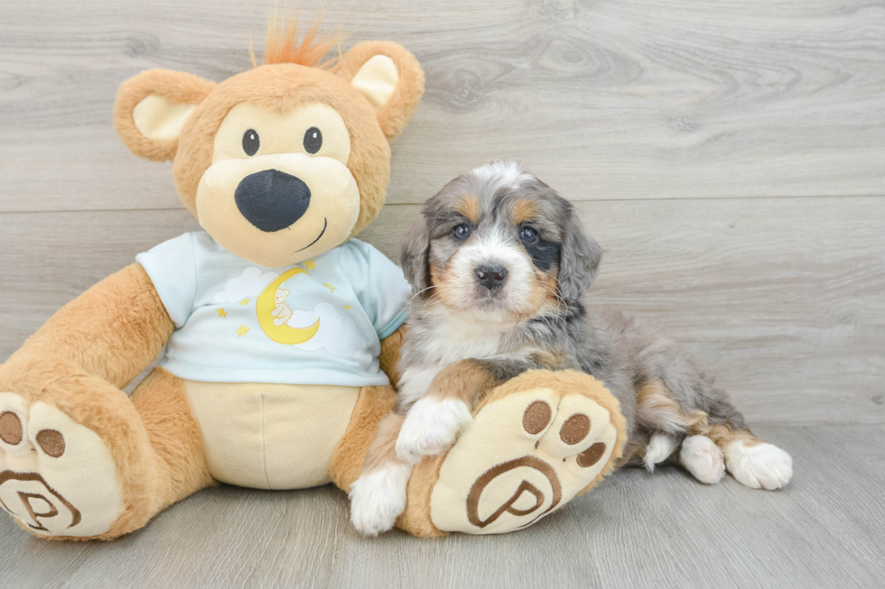 Smart Mini Bernedoodle Poodle Mix Pup