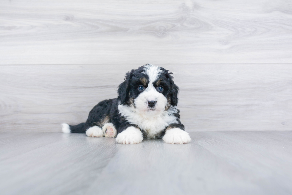 Petite Mini Bernedoodle Poodle Mix Pup