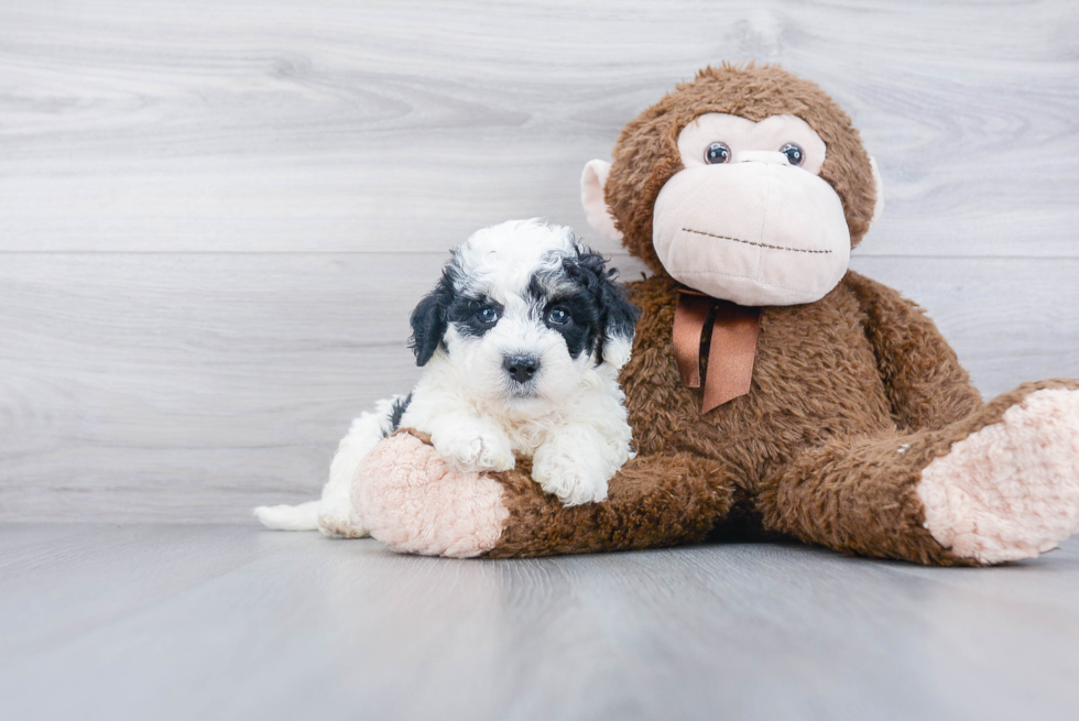 Mini Bernedoodle Puppy for Adoption