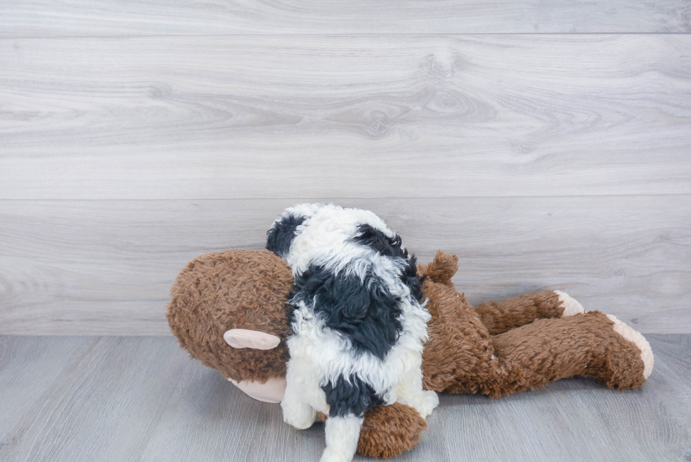 Mini Bernedoodle Pup Being Cute
