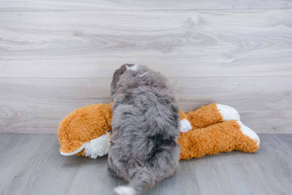Smart Mini Bernedoodle Poodle Mix Pup