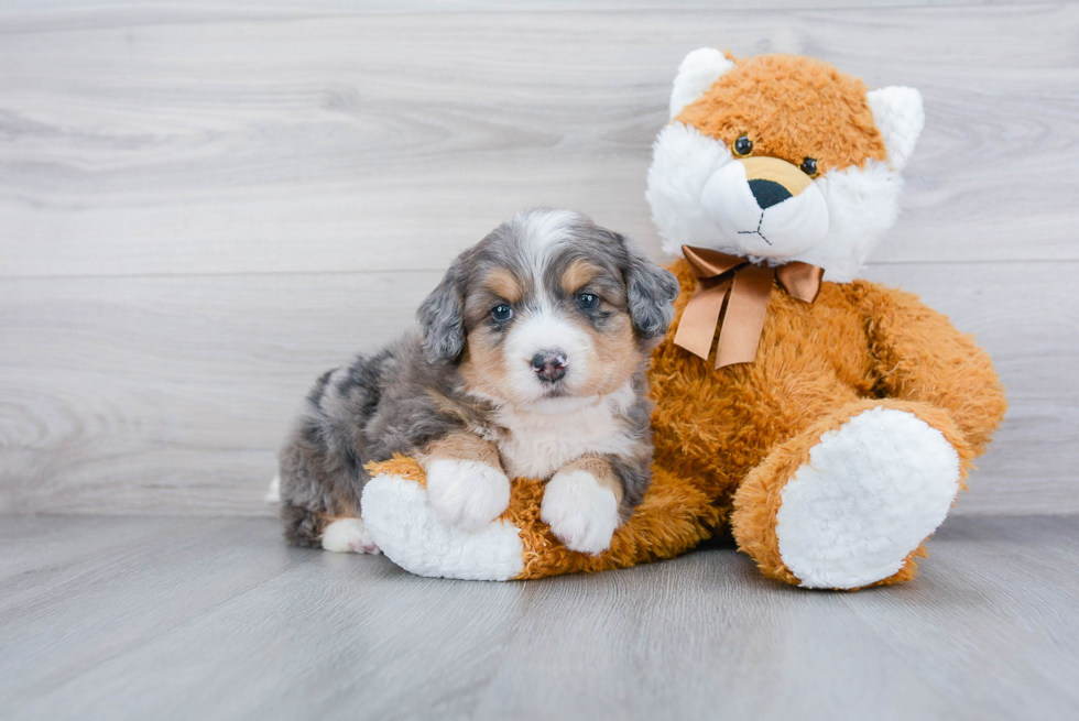 Mini Bernedoodle Puppy for Adoption