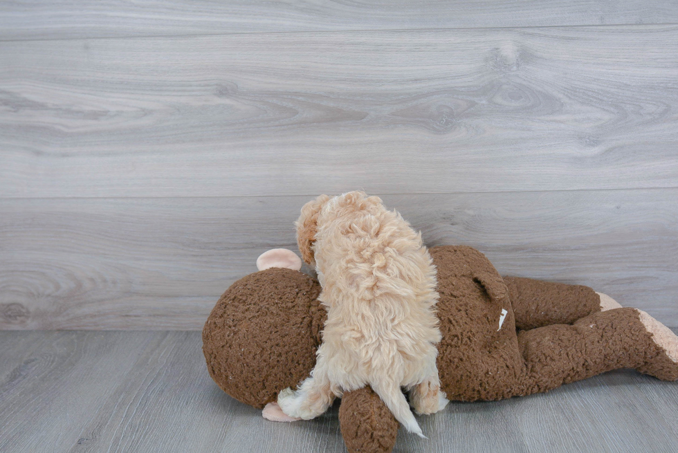 Popular Mini Bernedoodle Poodle Mix Pup