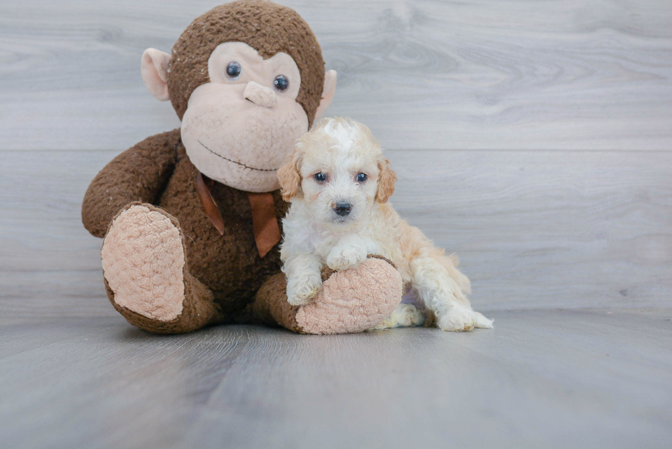 Mini Bernedoodle Puppy for Adoption