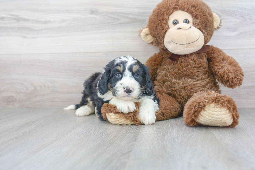 Mini Bernedoodle Pup Being Cute