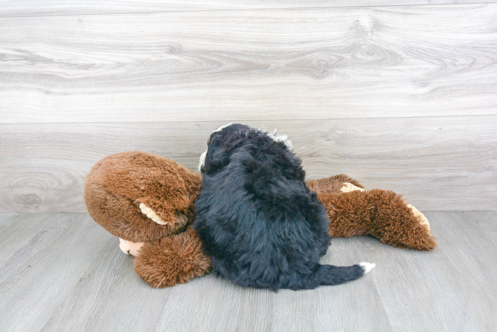Mini Bernedoodle Pup Being Cute