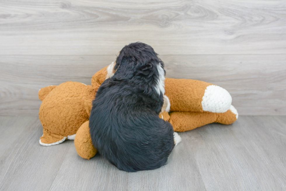 Best Mini Bernedoodle Baby