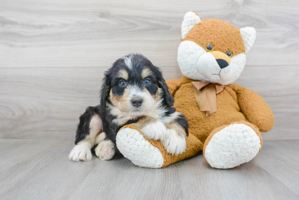 Mini Bernedoodle Puppy for Adoption