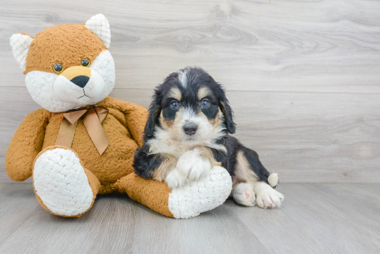 Happy Mini Bernedoodle Baby