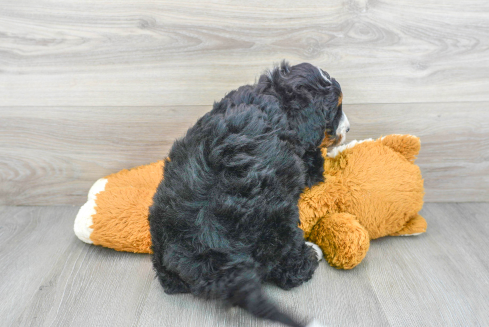 Friendly Mini Bernedoodle Baby