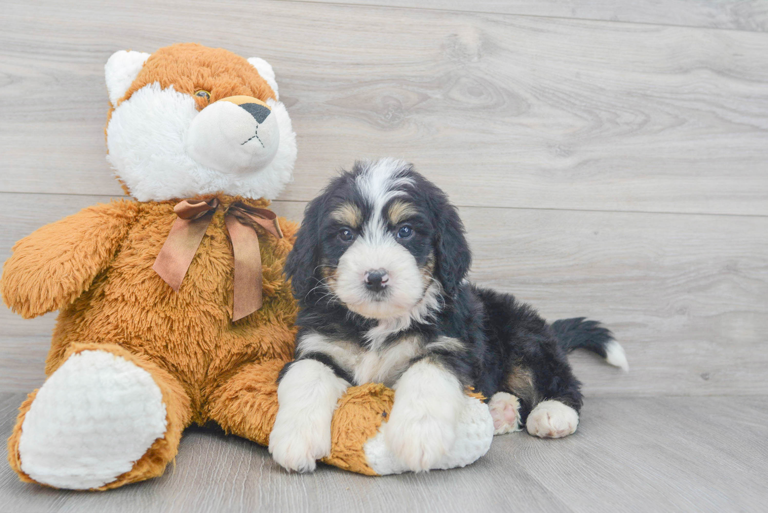 Best Mini Bernedoodle Baby